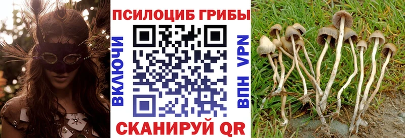 hydra зеркало  Боготол  Галлюциногенные грибы Cubensis 